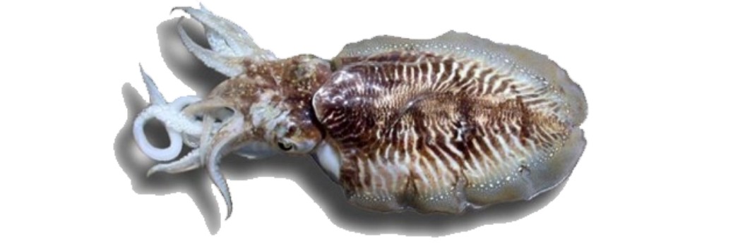 Cuttlefish